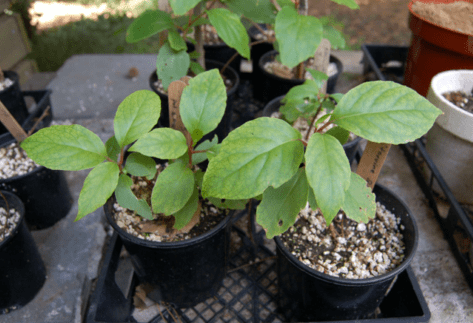 Screen Shot 2018-02-08 at 12.24.50 PM